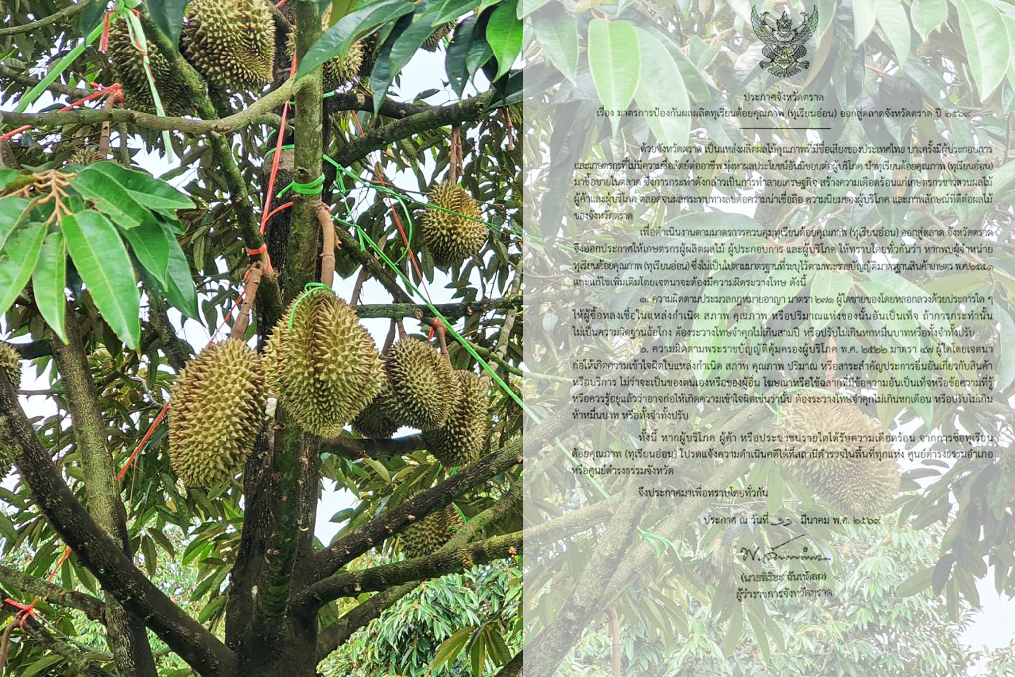 จังหวัดตราดออกประกาศ มาตรการป้องกันผลผลิตทุเรียนด้อยคุณภาพ (ทุเรียนอ่อน) ออกสู่ตลาด ปี 2569